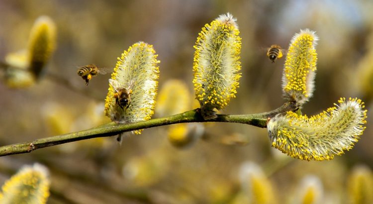 allergia-tunetei_pic3